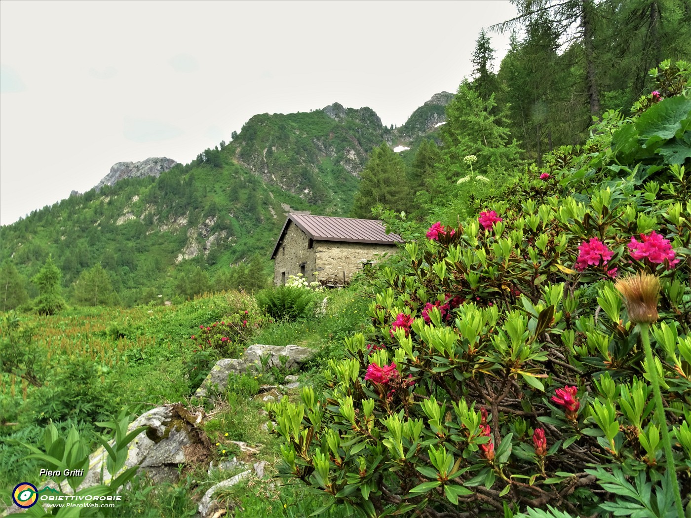 86 Rododendro rosso (Rhododendron ferrugineum) per la Baita 'La Cuna'.JPG